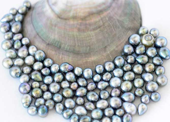 Tahitian Pearls with Oyster Shell